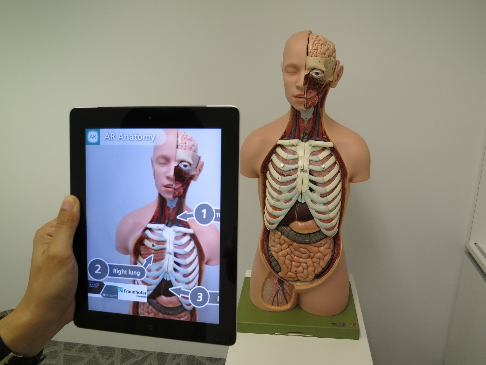 AR anatomy demo
