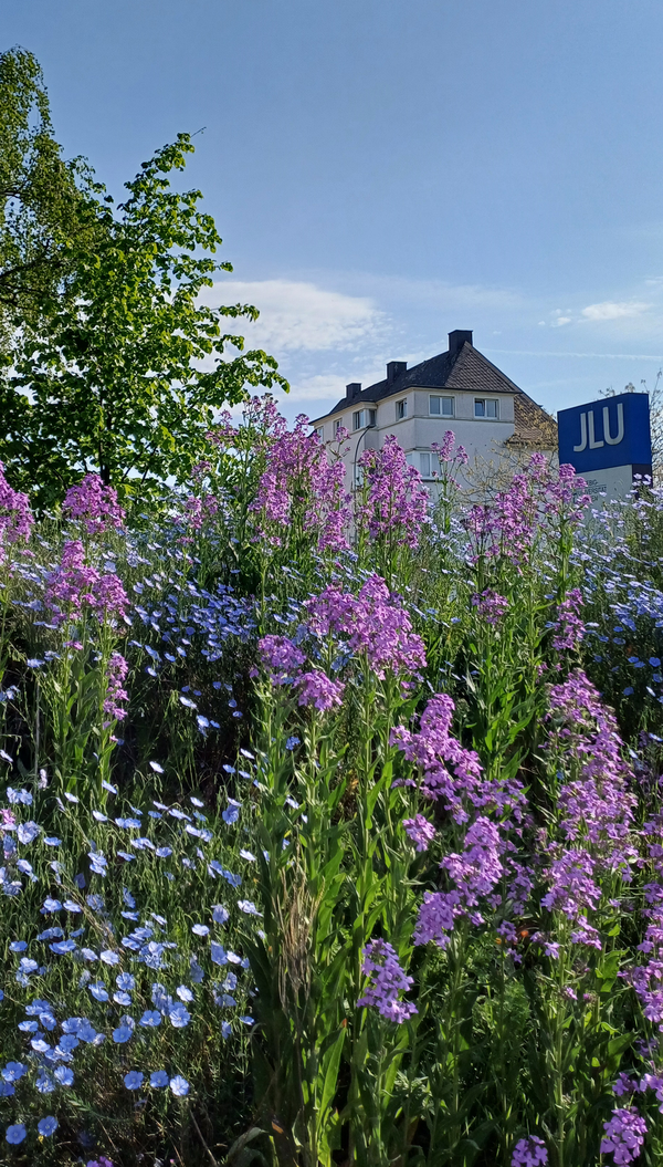 JLU Blumenmeer JLU Blumenmeer