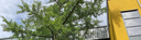 Slider: Gingko 2022