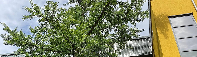 Slider: Gingko 2022
