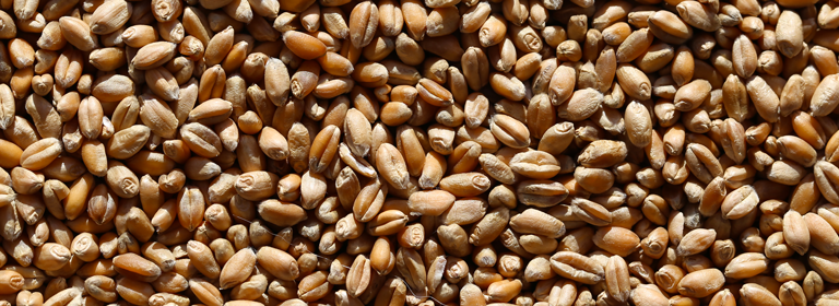 slider_beans.png