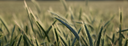 slider_corn.png