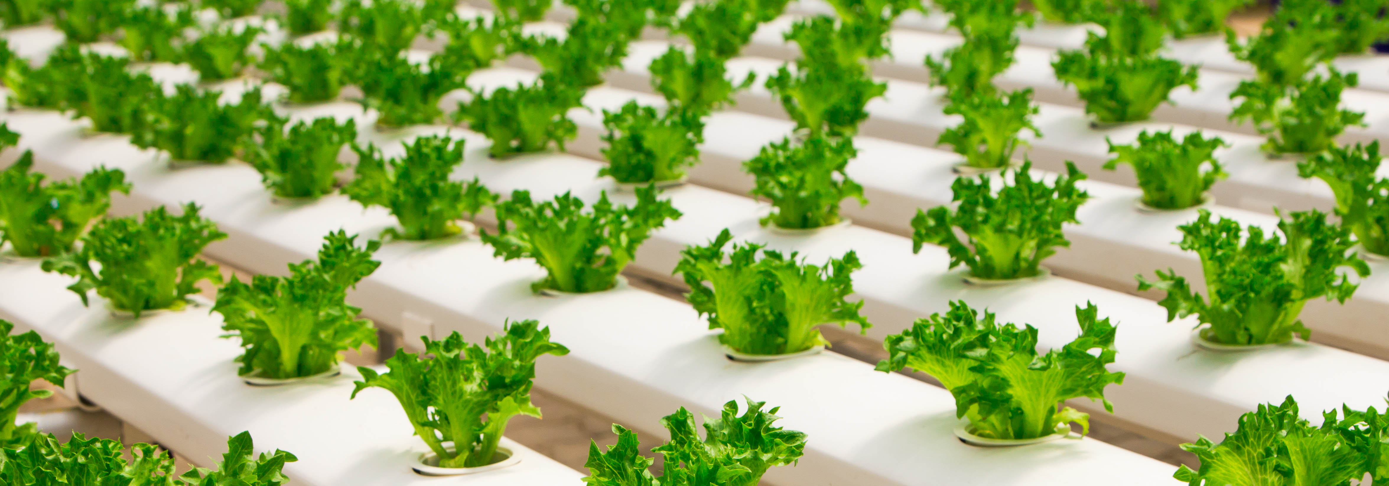 slider_salad.jpg