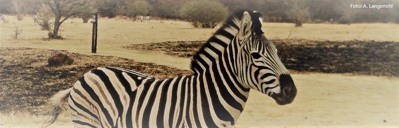 Zebra2.jpg