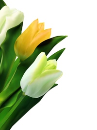 Tulpen links