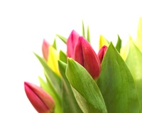 Tulpenrechts