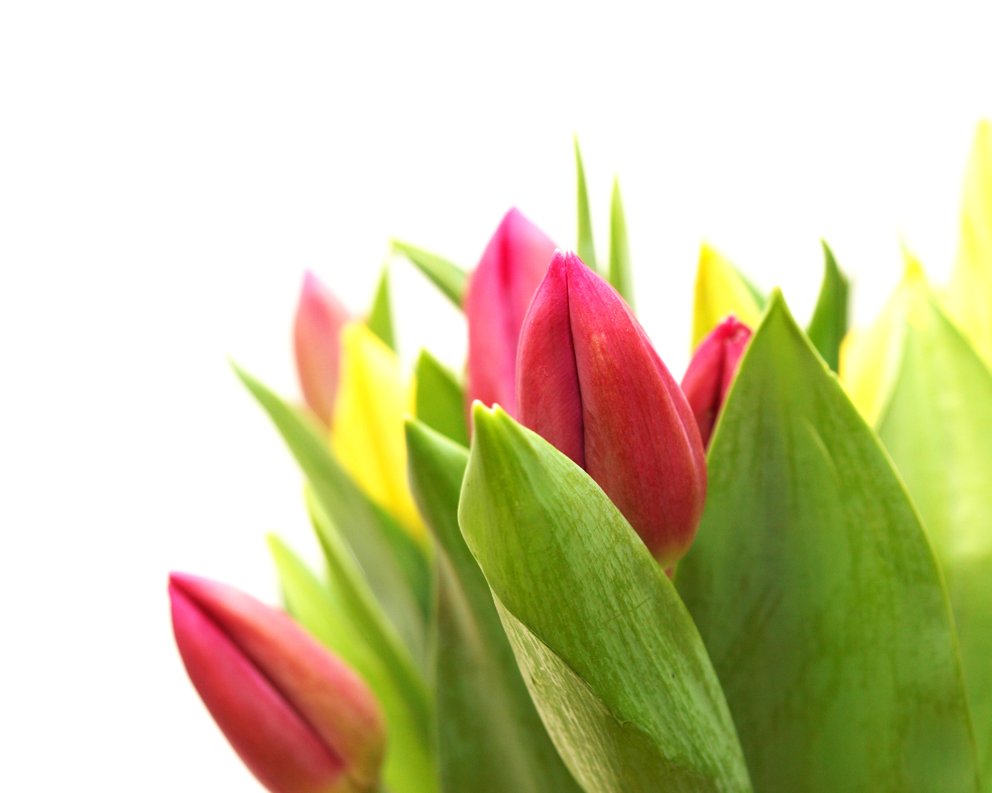 Tulpenrechts