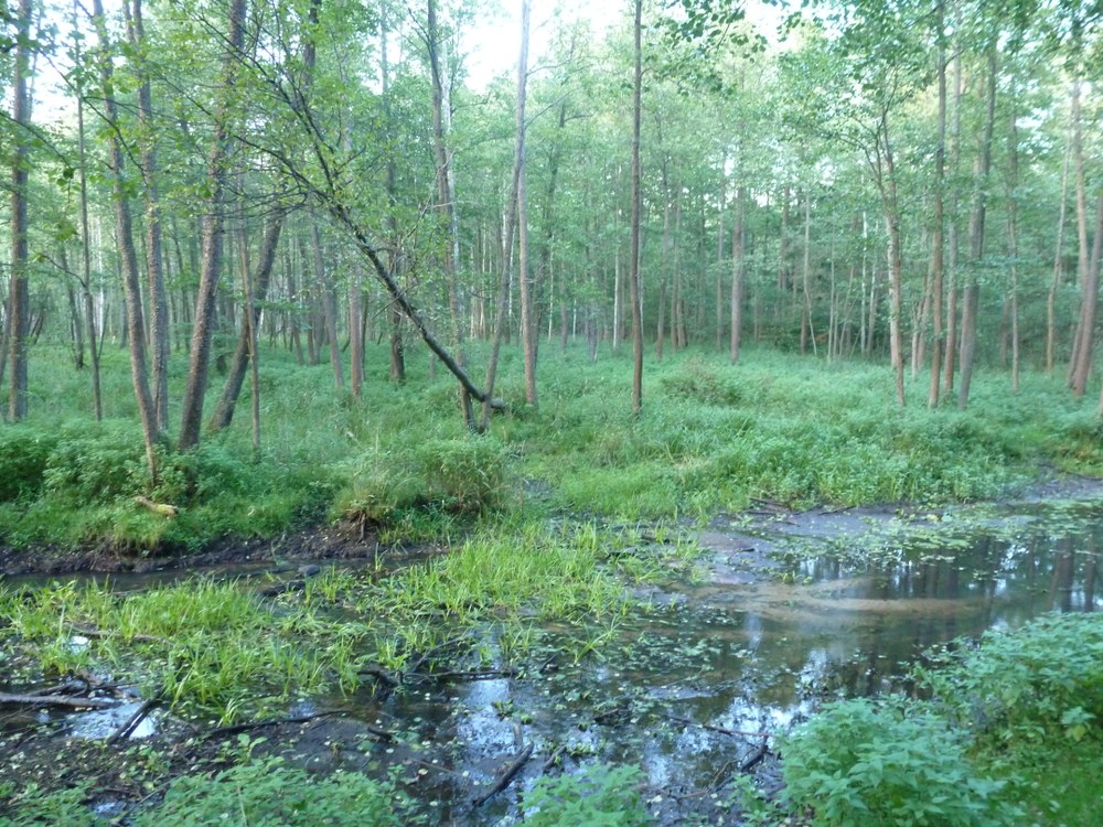Der Urwald in Białowieża