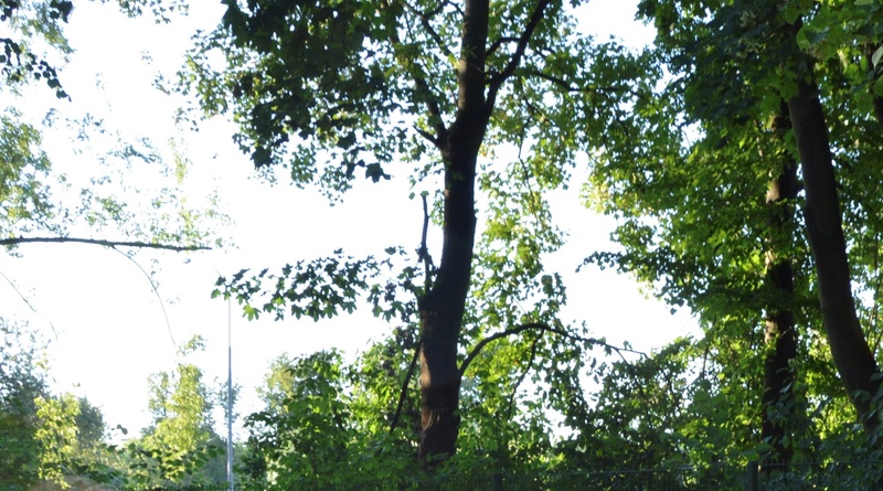 Foto Sommer
