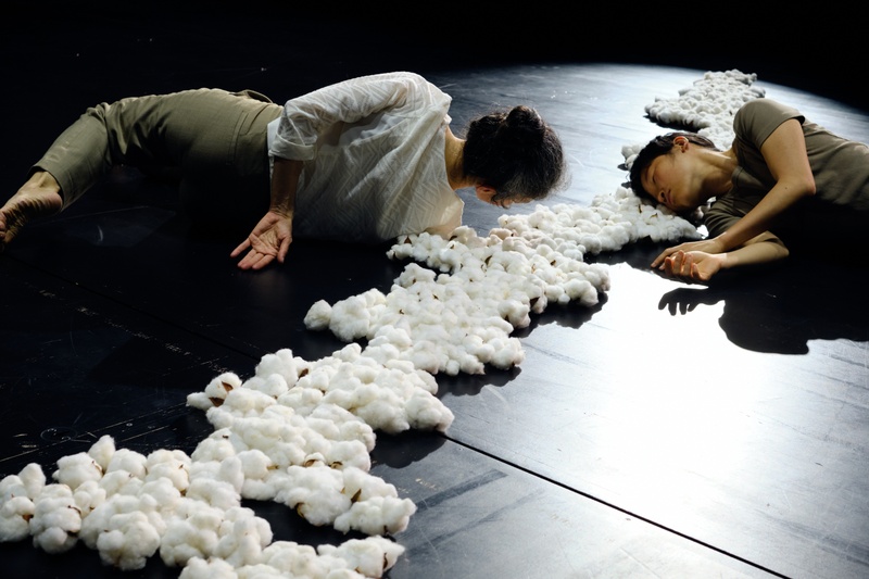 cotton flowers.jpg
