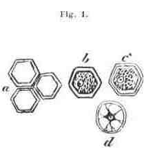 fig001.jpg