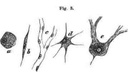 fig003.jpg