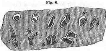 fig006.jpg