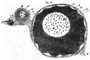 fig010.jpg