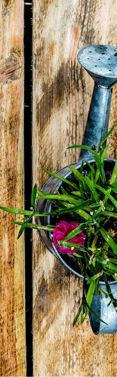 watering-can-zugeschnitten.png