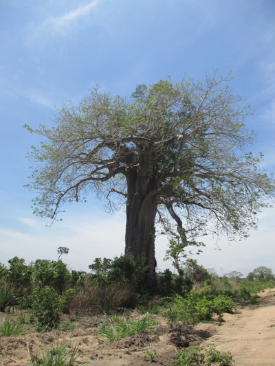 Embondeiro oder Baobá