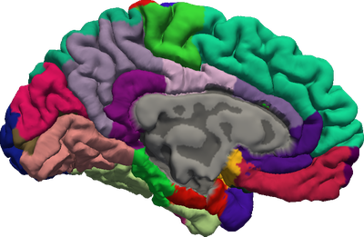 FSF_Brain_01.png
