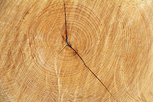 Cross section of tree trunk as a wooden background; Foto: Colourbox.de / #221541