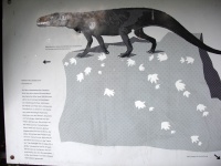 Chirotherium
