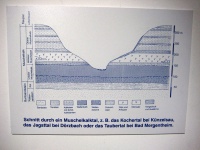 Muschelkalkmuseum Ingelfingen