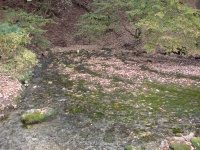 Karstquelle(n) des Schwarzen Kocher