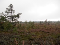 Schwarzes Moor