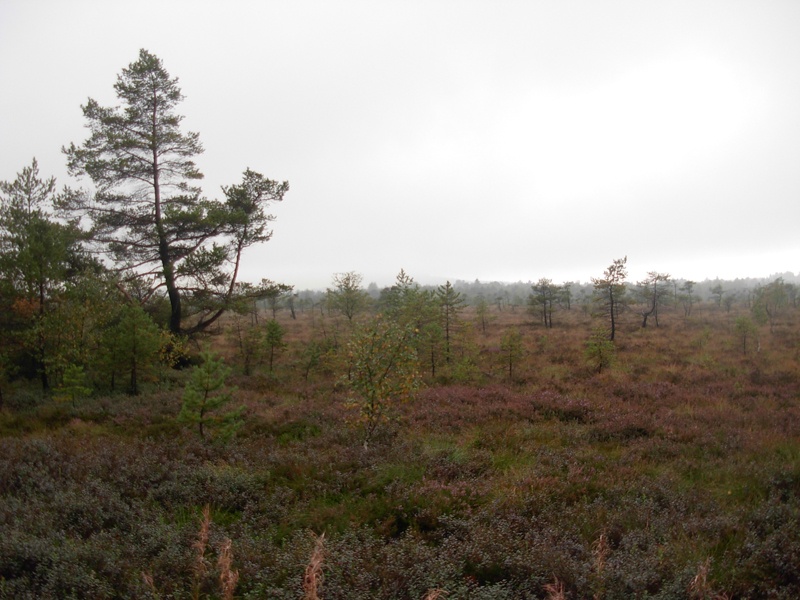 Schwarzes Moor