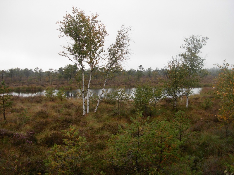 Schwarzes Moor
