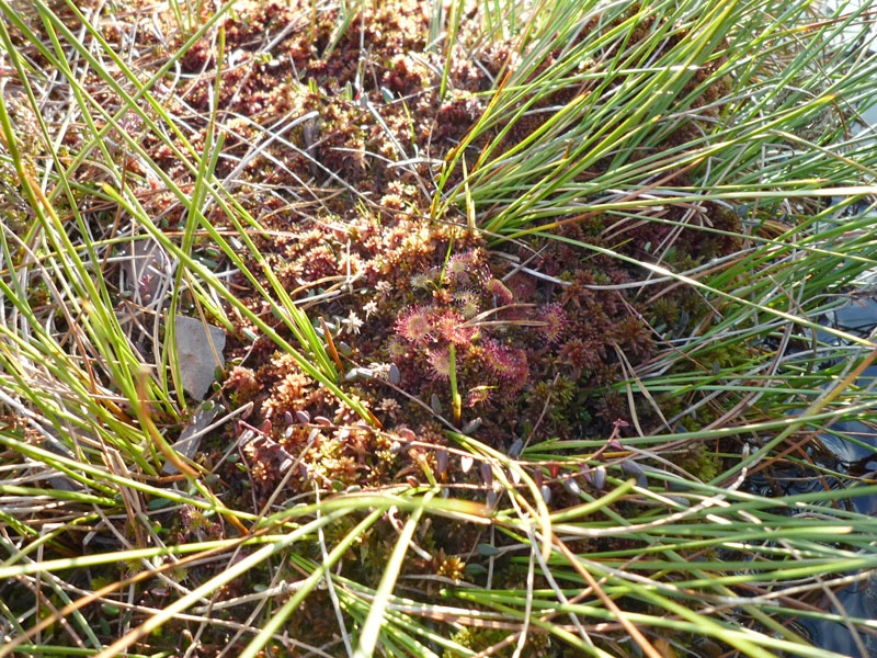 Sonnentau, Schwarzes Moor
