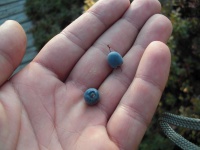 Rauschbeeren, Schwarzes Moor