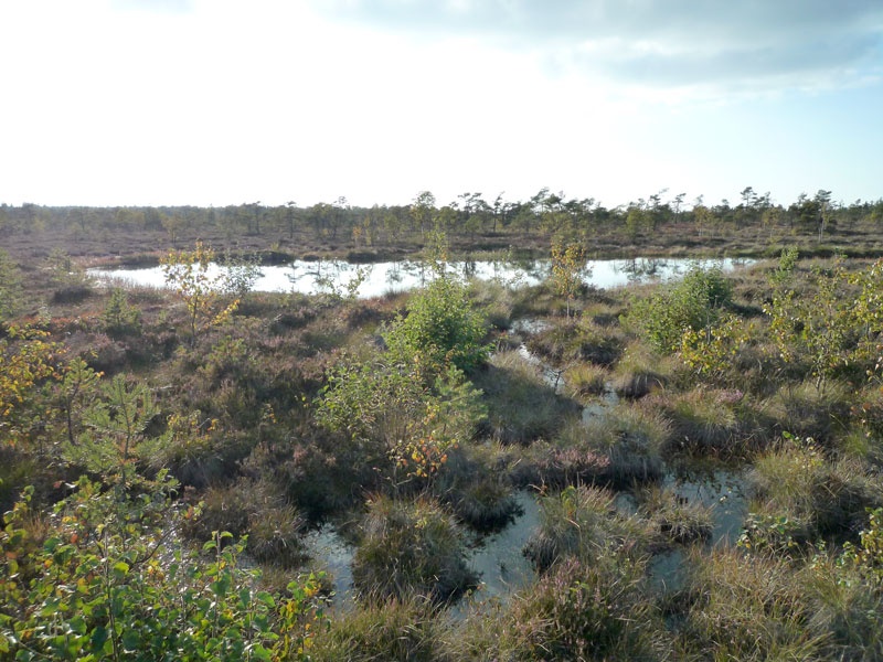 Schwarzes Moor