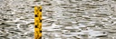 COLOURBOX11551352-1184x400.jpg