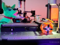 lab-life: qnpi-group mascot and friends