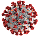 SARS-CoV-2-Virion