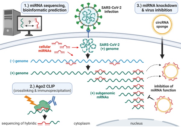 SARS2-miRNA