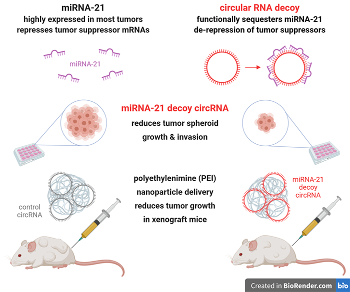 circRNA-sponges.text.image1