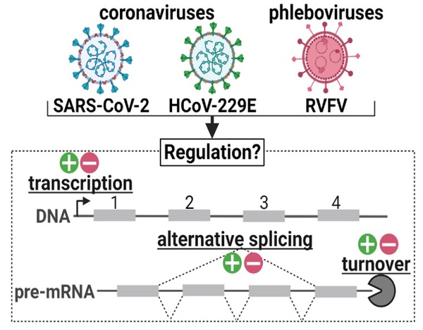 vProt-cRNA2.jpg
