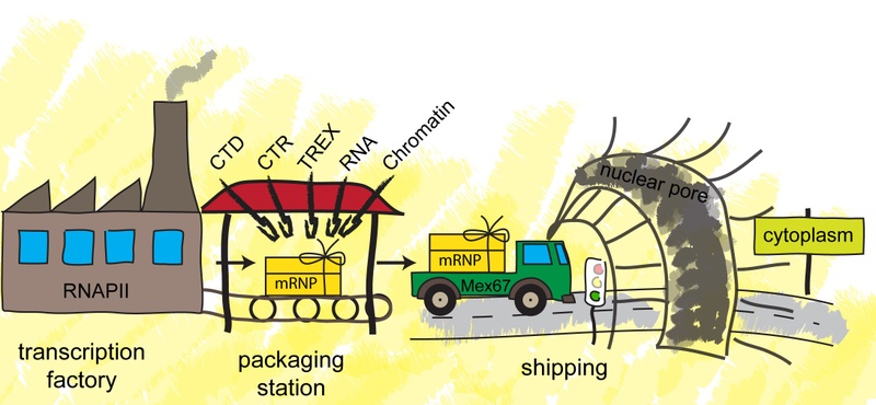 Cartoon packaging station