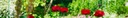 Banner-neu