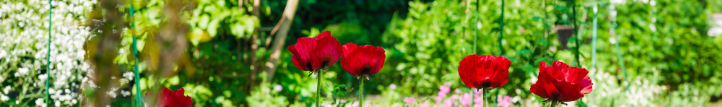 Banner-neu
