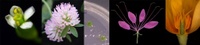 Fotobalken Homepage 2