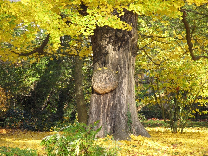Ginkgo biloba