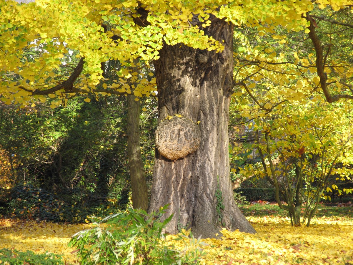 Ginkgo biloba