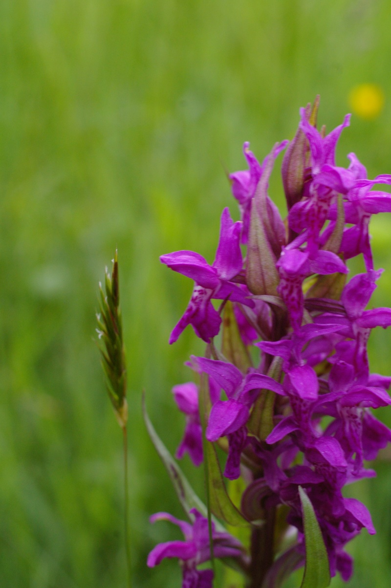 Dactylhoriza majalis