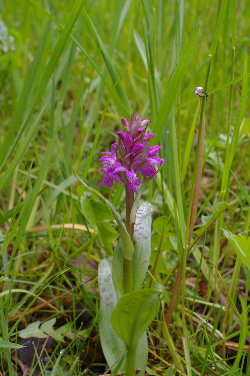 Dactylorhiza majalis II