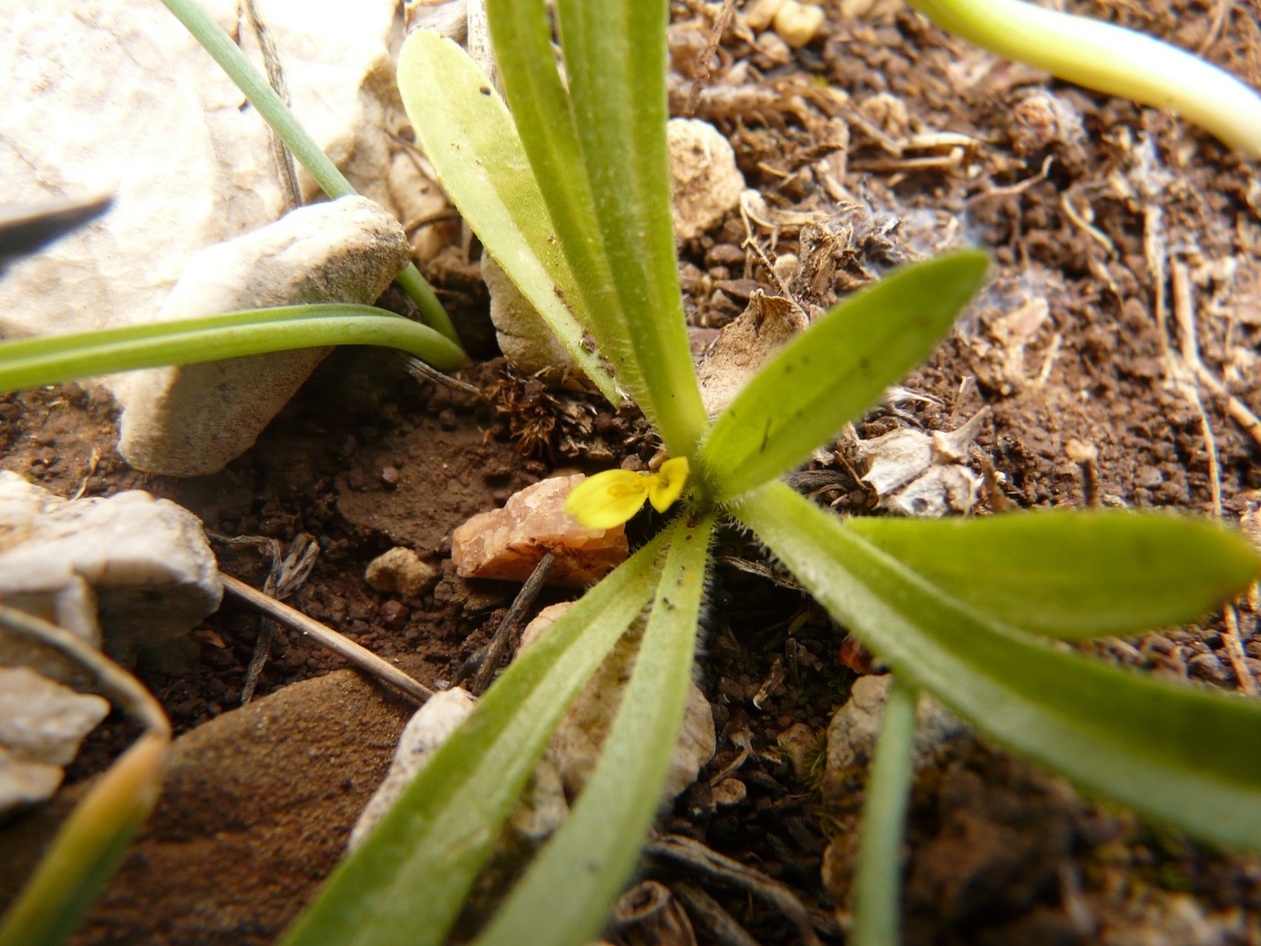 Catanache lutea