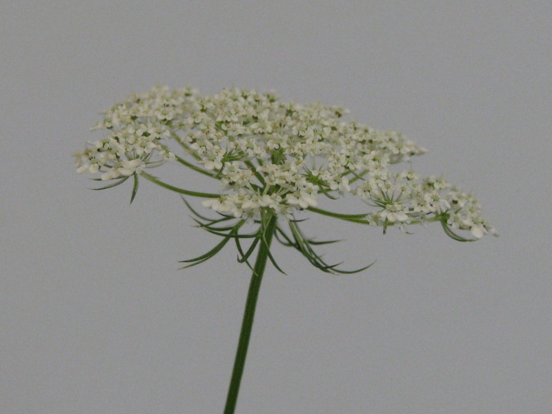 Daucus carota