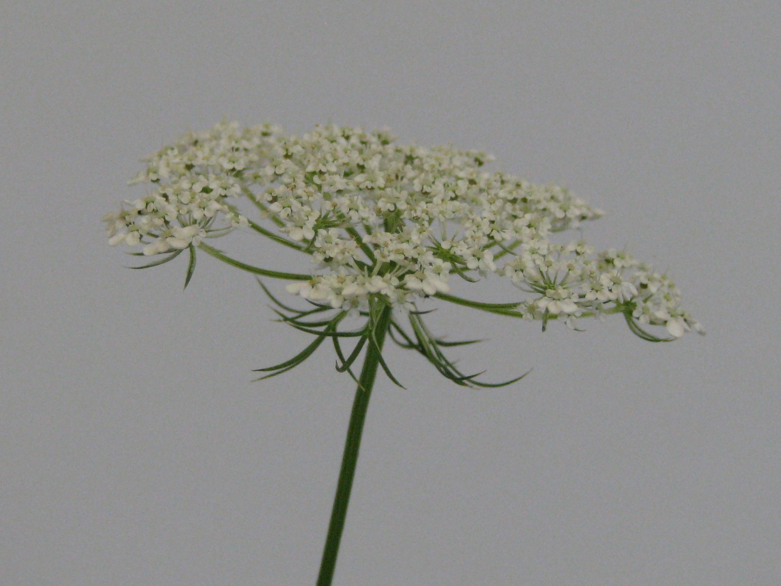 Daucus carota