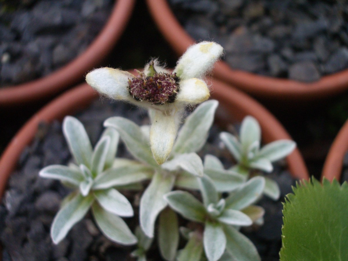 Leontopodium pusillum