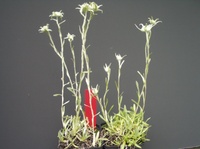 Leontopodium souliei